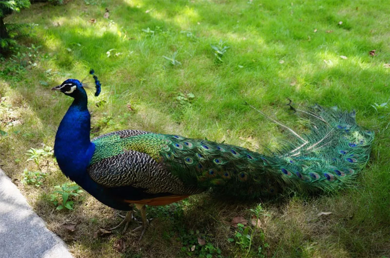 近距離接近鳥中仙子孔雀(夸我漂亮,我就開屏給你看)