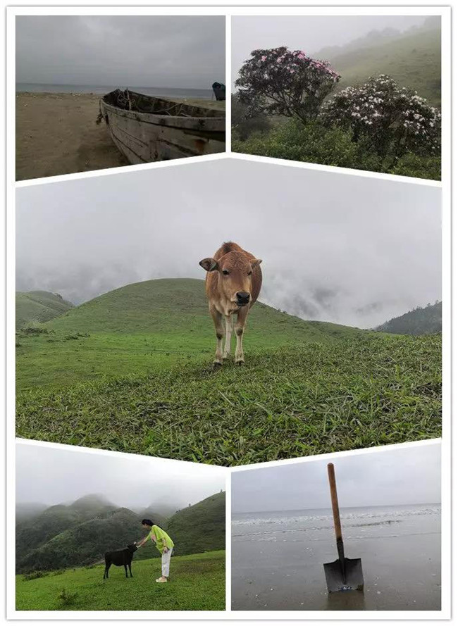 5月1日,陽西藍袍藍看海,陽春雞籠頂?shù)巧劫p高山杜鵑