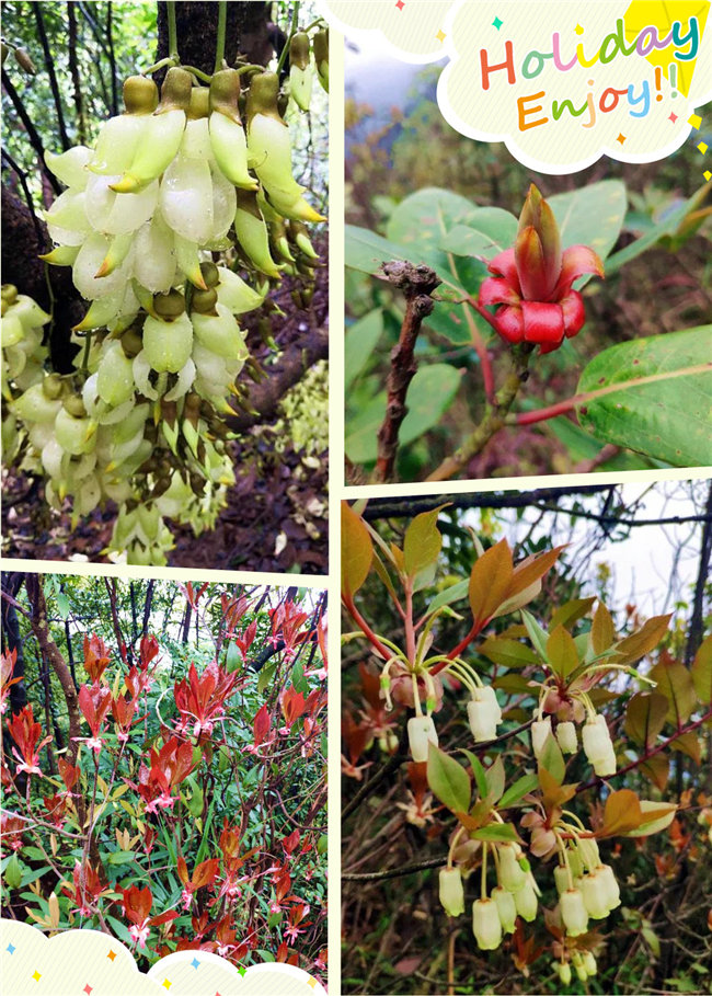 廣東博皓2020開(kāi)年第一爬——鼎湖山 -2