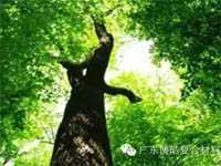 【博皓感悟】欲為大樹，莫與草爭