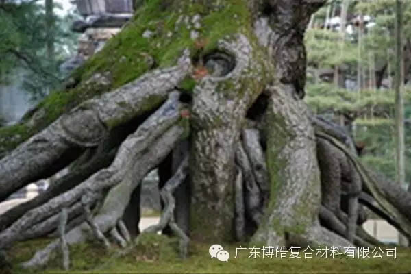 【博皓感悟】欲為大樹,莫與草爭-5